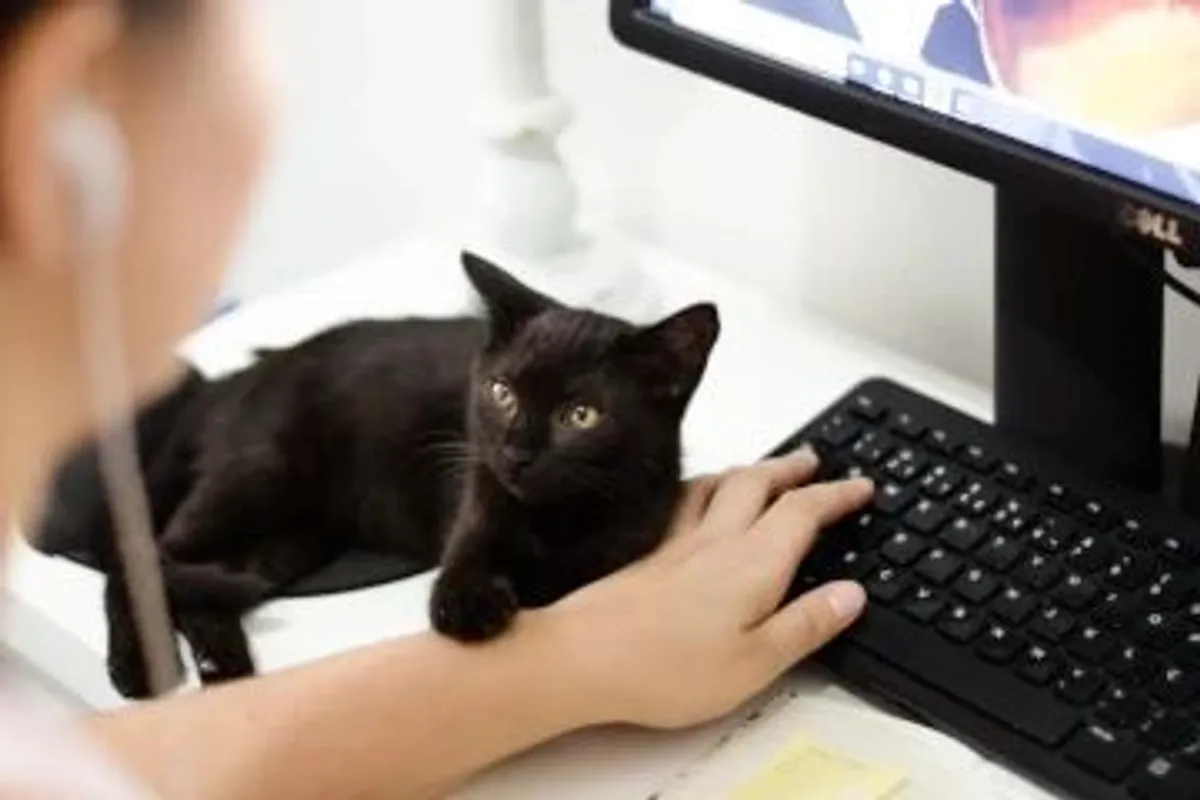 Imagem de análise técnica