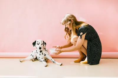 dalmata recusando comida